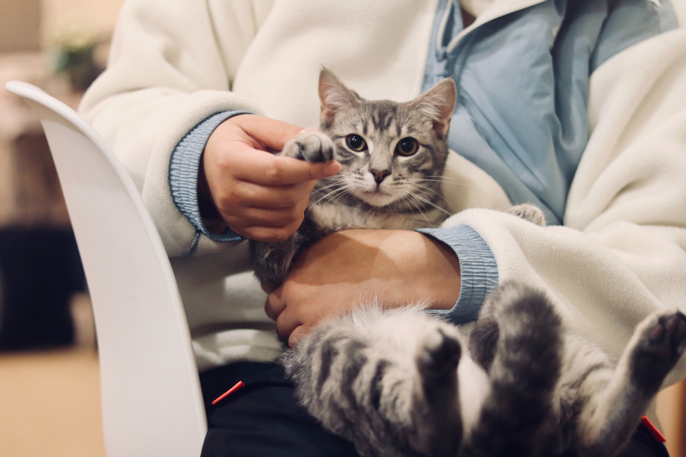 If your pet has special needs, include that in the listing.